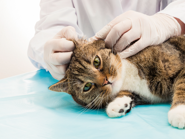 Ear mites in cats and dogs