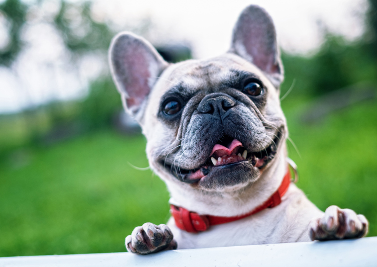 Flat-faced dogs face increased risk from obesity, experts warn